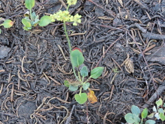 Eriogonum marifolium