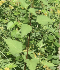 Cyclachaena xanthiifolia