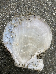 Crassadoma