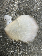 Crassadoma