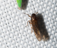 Meristopsis rhamphis