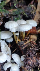 Mycena subulifera