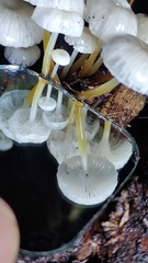 Mycena subulifera