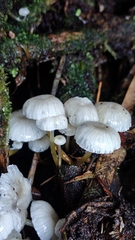 Mycena subulifera