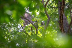 Psittacula alexandri fasciata