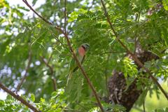 Psittacula alexandri fasciata