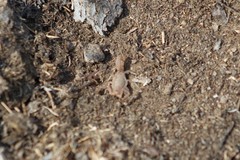 Paravaejovis confusus