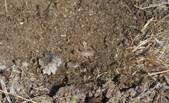 Paravaejovis confusus