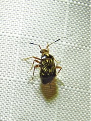Taedia virgulata