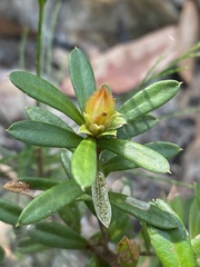 Hibbertia bracteata
