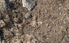 Paravaejovis confusus