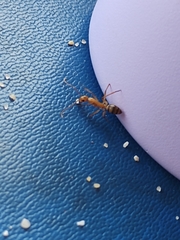 Camponotus conspicuus