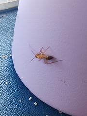 Camponotus conspicuus