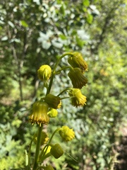 Senecio bigelovii