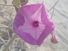 Ipomoea carnea carnea