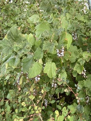 Ribes sanguineum