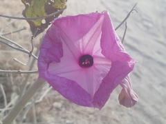 Ipomoea carnea carnea