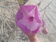 Ipomoea carnea carnea