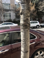 Diatrype disciformis