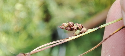 Image of Carex globularis by (c) Yurii Basov, some rights reserved (CC BY)