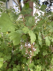 Ribes sanguineum