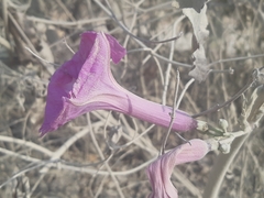 Ipomoea carnea carnea