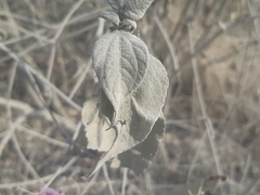 Ipomoea carnea carnea