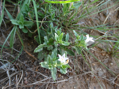 Spigelia hedyotidea