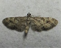 Eupithecia graefii