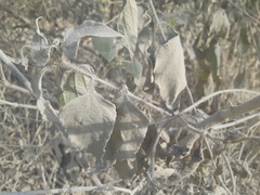 Ipomoea carnea carnea