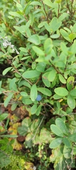 Vaccinium uliginosum