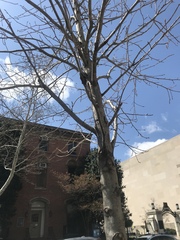 Diatrype disciformis