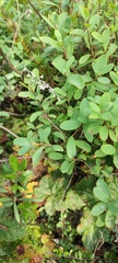 Vaccinium uliginosum