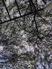 Campylorhynchus griseus