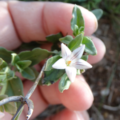 Spigelia hedyotidea