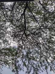 Campylorhynchus griseus