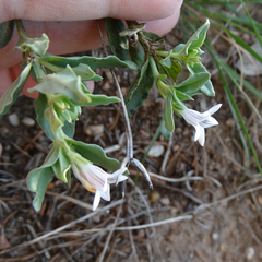 Spigelia hedyotidea