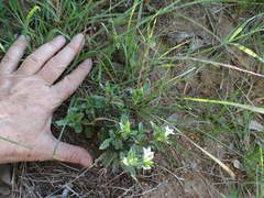 Spigelia hedyotidea