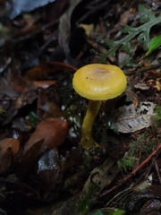 Cortinarius icterinoides
