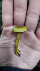 Cortinarius icterinoides