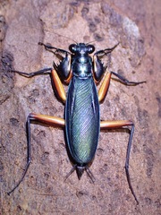 Metallyticus violaceus