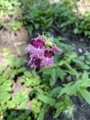 Penstemon whippleanus