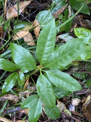 Mackinlaya macrosciadea