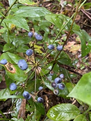 Mackinlaya macrosciadea