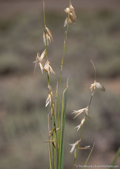 Melica stricta