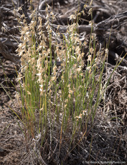 Melica stricta