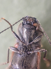 Pseudanostirus