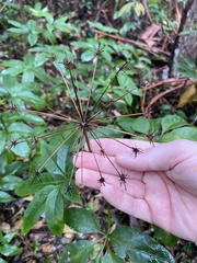 Mackinlaya macrosciadea