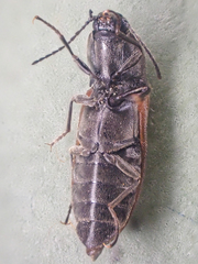 Pseudanostirus