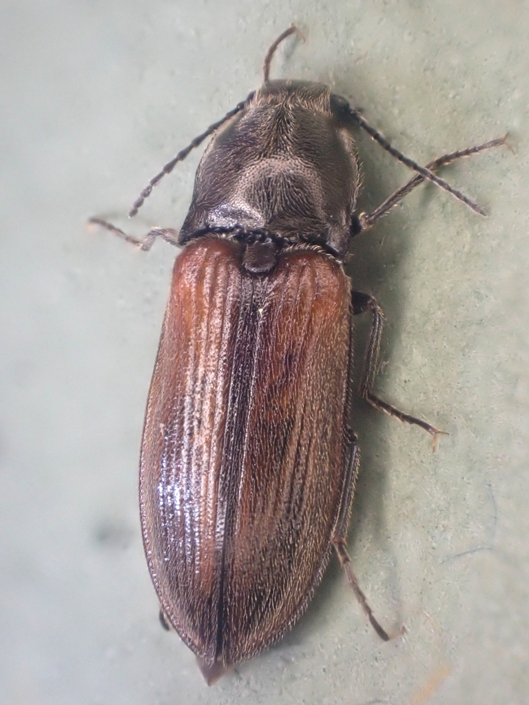Ochre Click Beetle